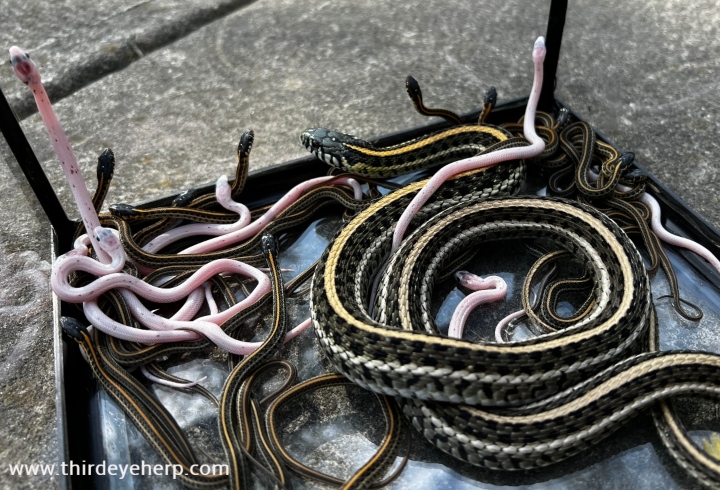 Plains Garter Snakes